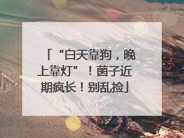 “白天靠狗，晚上靠灯”！菌子近期疯长！别乱捡