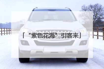 “紫色花海”引客来