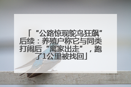 “公路惊现鸵鸟狂飙”后续：养殖户称它与同类打闹后“离家出走”，跑了1公里被找回