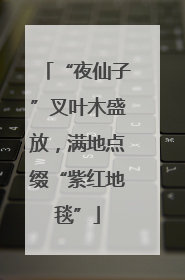 “夜仙子”叉叶木盛放，满地点缀“紫红地毯”