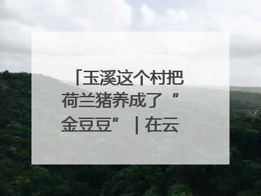 玉溪这个村把荷兰猪养成了“金豆豆”｜在云南样样好
