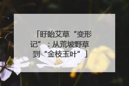 盱眙艾草“变形记”：从荒坡野草到“金枝玉叶”