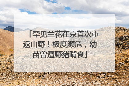 罕见兰花在京首次重返山野！极度濒危，幼苗曾遭野猪啃食