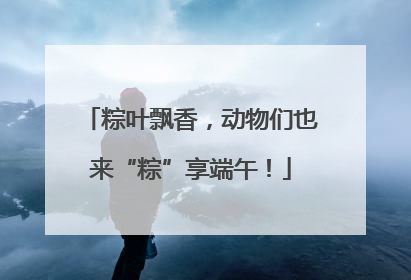 粽叶飘香，动物们也来“粽”享端午！