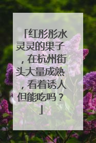 红彤彤水灵灵的果子，在杭州街头大量成熟，看着诱人但能吃吗？