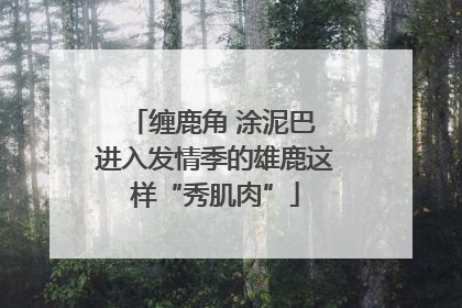 缠鹿角 涂泥巴 进入发情季的雄鹿这样“秀肌肉”