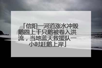 信阳一河道涨水冲毁鹅圈上千只鹅被卷入洪流，当地蓝天救援队一小时赶鹅上岸
