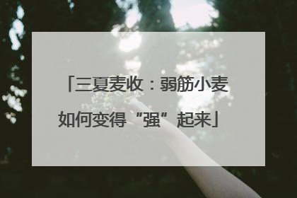 三夏麦收：弱筋小麦如何变得“强”起来