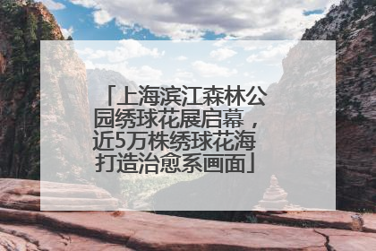 上海滨江森林公园绣球花展启幕，近5万株绣球花海打造治愈系画面