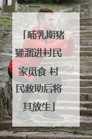 哺乳期猪獾溜进村民家觅食 村民救助后将其放生