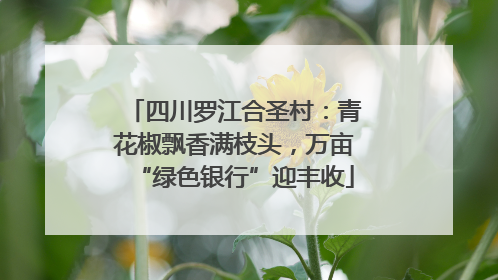 四川罗江合圣村：青花椒飘香满枝头，万亩“绿色银行”迎丰收