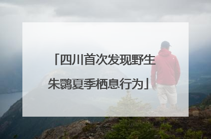 四川首次发现野生朱鹮夏季栖息行为