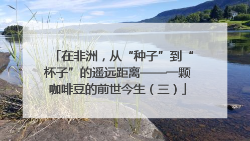 在非洲，从“种子”到“杯子”的遥远距离——一颗咖啡豆的前世今生（三）