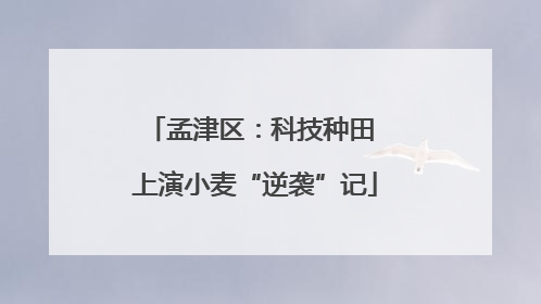孟津区：科技种田 上演小麦“逆袭”记