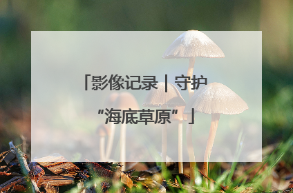影像记录｜守护“海底草原”