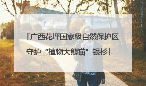 广西花坪国家级自然保护区守护“植物大熊猫”银杉