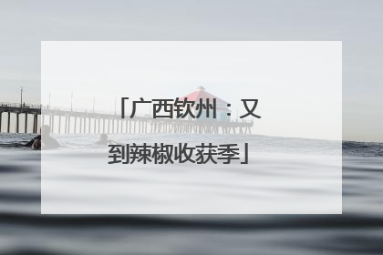 广西钦州：又到辣椒收获季