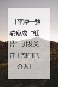 平潭一骆驼瘦成“纸片”引发关注！部门已介入