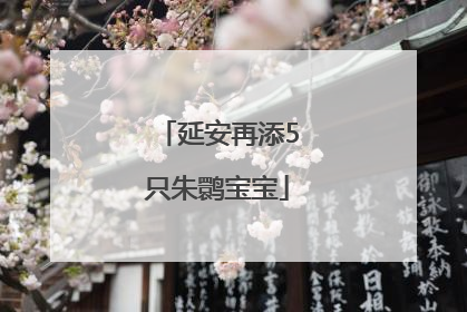 延安再添5只朱鹮宝宝