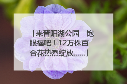 来晋阳湖公园一饱眼福吧！12万株百合花热烈绽放……