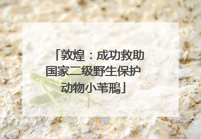 敦煌：成功救助国家二级野生保护动物小苇鳽