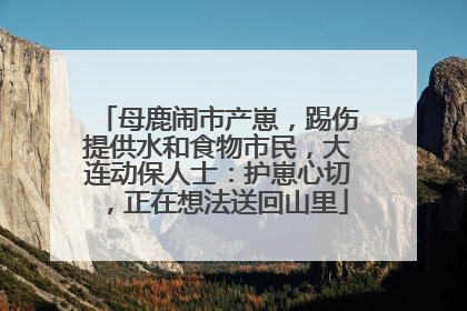 母鹿闹市产崽，踢伤提供水和食物市民，大连动保人士：护崽心切，正在想法送回山里