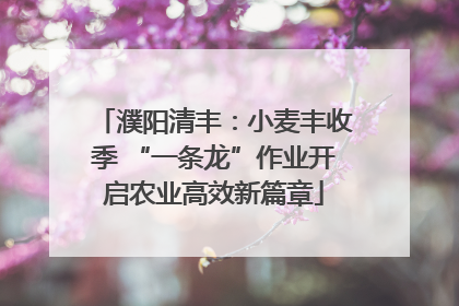 濮阳清丰：小麦丰收季 “一条龙”作业开启农业高效新篇章