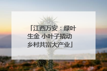 江西万安：绿叶生金 小叶子撬动乡村共富大产业