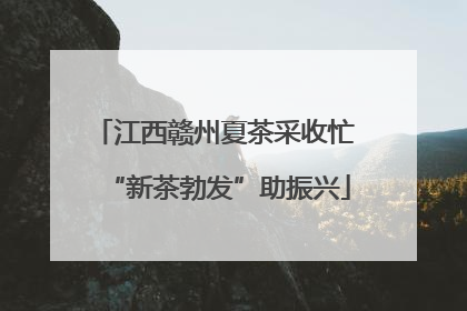江西赣州夏茶采收忙 “新茶勃发”助振兴