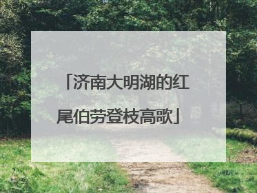 济南大明湖的红尾伯劳登枝高歌