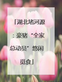 湖北堵河源：豪猪“全家总动员”悠闲觅食