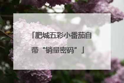 肥城五彩小番茄自带“销量密码”