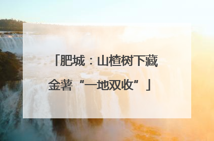 肥城：山楂树下藏金薯“一地双收”