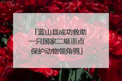 蓝山县成功救助一只国家二级重点保护动物领角鸮