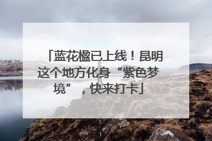 蓝花楹已上线！昆明这个地方化身“紫色梦境”，快来打卡