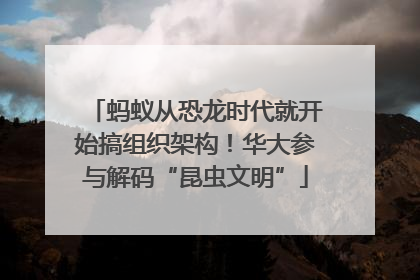蚂蚁从恐龙时代就开始搞组织架构！华大参与解码“昆虫文明”