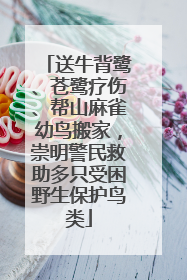 送牛背鹭、苍鹭疗伤、帮山麻雀幼鸟搬家，崇明警民救助多只受困野生保护鸟类
