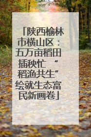 陕西榆林市横山区：五万亩稻田插秧忙 “稻渔共生”绘就生态富民新画卷