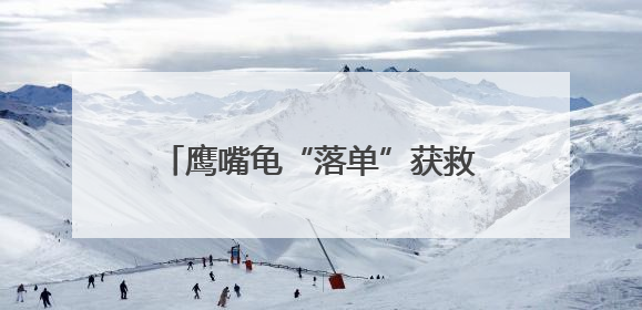 鹰嘴龟“落单”获救 野保人员放归自然