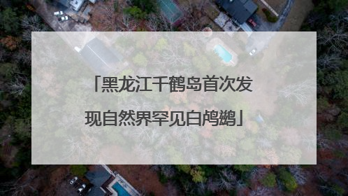 黑龙江千鹤岛首次发现自然界罕见白鸬鹚