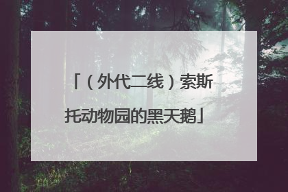 （外代二线）索斯托动物园的黑天鹅